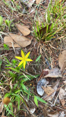 Hypoxis juncea