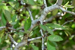 Prunus texana