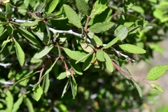 Prunus texana