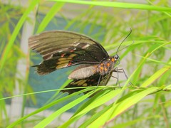 Heraclides anchisiades capys