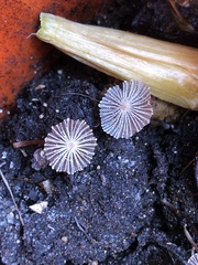 Narcissea patouillardii