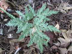 Sceptridium dissectum dissectum