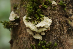 Steccherinum bourdotii