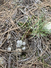 Lomatium geyeri
