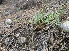 Lomatium geyeri