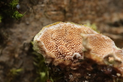 Steccherinum bourdotii