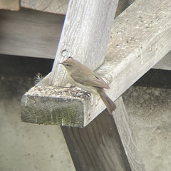 Phylloscopus collybita