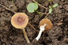 Conocybe aporos