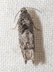 Pseudexentera hodsoni