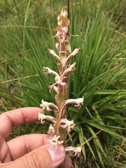 Satyrium longicauda longicauda