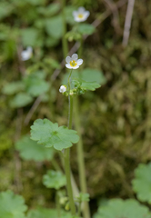 Romanzoffia sitchensis