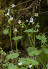 Romanzoffia sitchensis