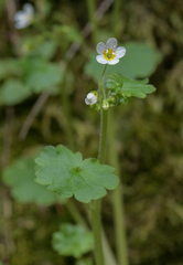 Romanzoffia sitchensis