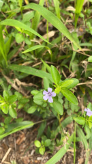 Dyschoriste oblongifolia