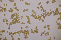 Conocybe aporos