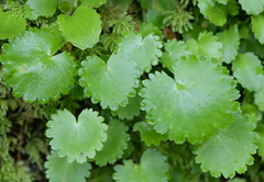 Romanzoffia sitchensis