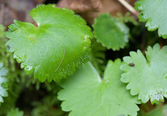 Romanzoffia sitchensis