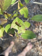 Neoclytus acuminatus