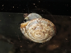 Caracolus sagemon