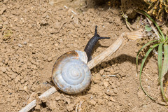 Campylaea illyrica