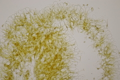 Conocybe aporos