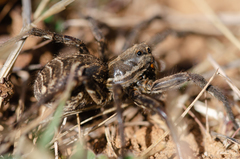 Lycosa tarantula