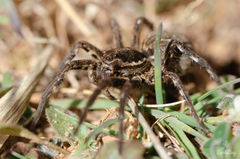 Lycosa tarantula