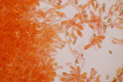 Conocybe aporos