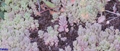 Sedum dasyphyllum