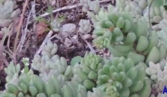Sedum dasyphyllum