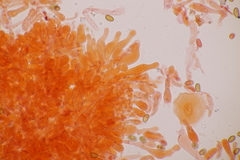 Conocybe aporos