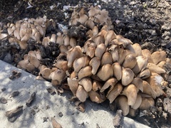 Psathyrellaceae