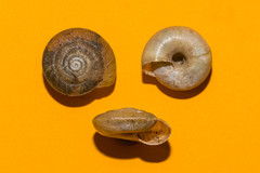 Aegopis gemonensis