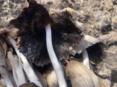Psathyrellaceae
