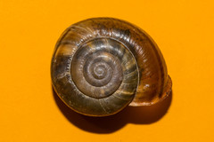 Campylaea illyrica