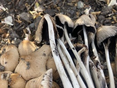 Psathyrellaceae