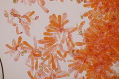 Conocybe aporos