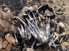 Psathyrellaceae