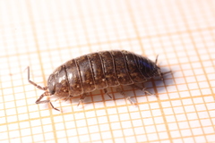 Porcellio gallicus