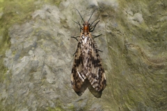 Megaloptera