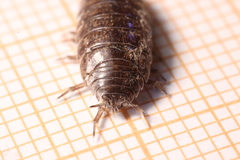 Porcellio gallicus
