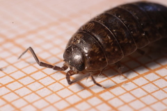 Porcellio gallicus