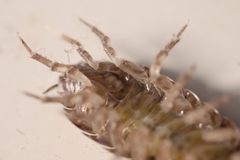 Porcellio gallicus