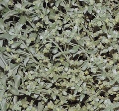 Mercurialis tomentosa