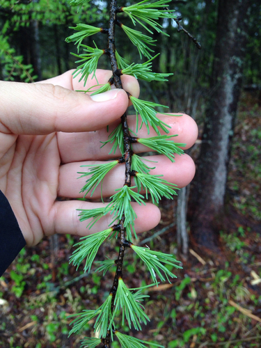Tamarack (Larix laricina)