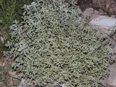 Mercurialis tomentosa