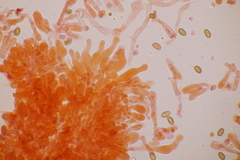 Conocybe aporos