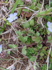 Phacelia dubia interior