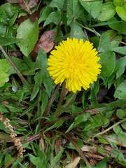 Taraxacum officinale