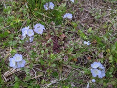 Phacelia dubia interior